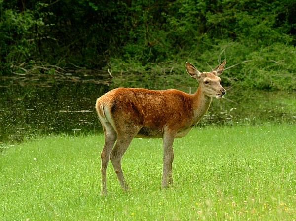 PASSIONE PER IL CERVO